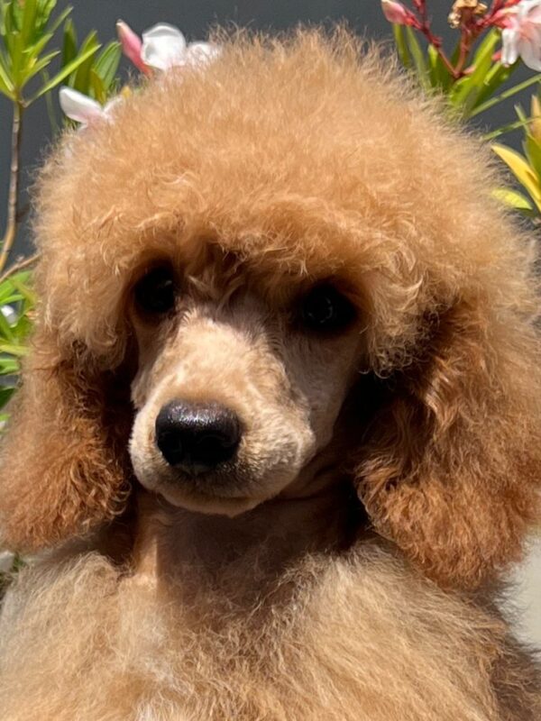 Vega Miniature Poodle
