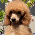 Vega-miniature-poodle-puppy-for-sale- (3)