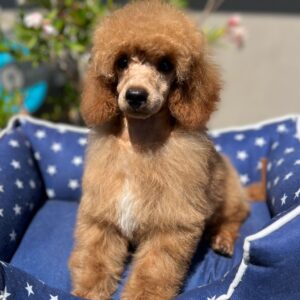 Vega Miniature Poodle