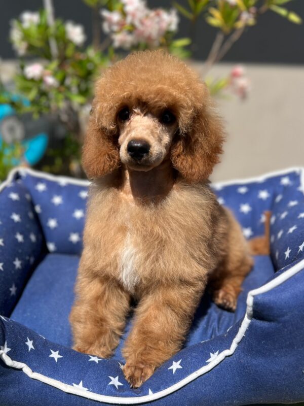 Vega Miniature Poodle
