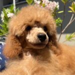 Vega-miniature-poodle-puppy-for-sale- (5)