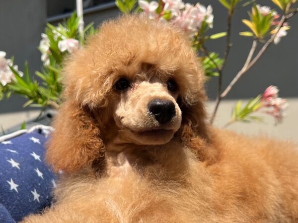 Vega Miniature Poodle