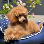 Vega-miniature-poodle-puppy-for-sale- (6)