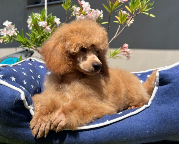 Vega Miniature Poodle