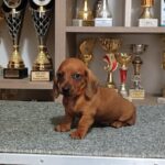 Valli Miniature Dachshund
