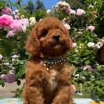 Venom-male-miniature-poodle-puppy-for-sale- (1)