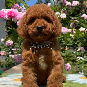 Venom Miniature Poodle