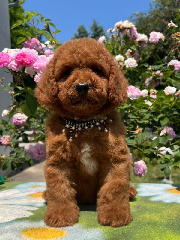 Venom Miniature Poodle