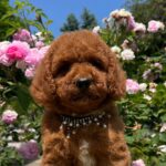 Venom-male-miniature-poodle-puppy-for-sale- (3)