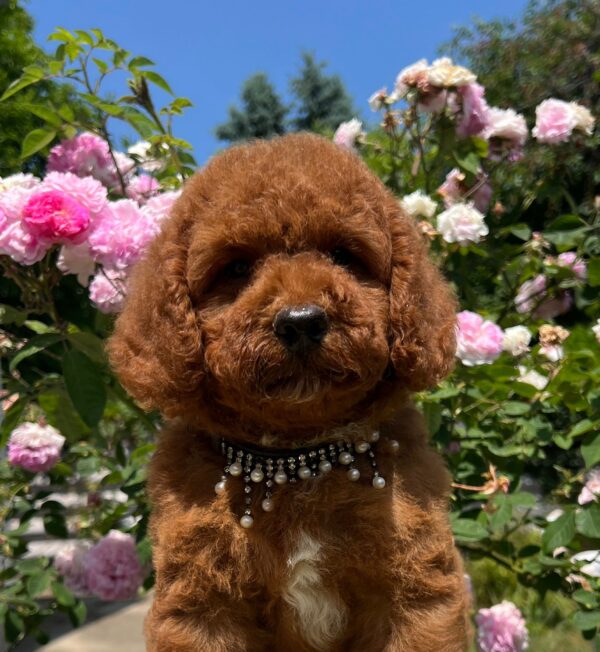 Venom Miniature Poodle