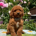 Venom-male-miniature-poodle-puppy-for-sale- (4)