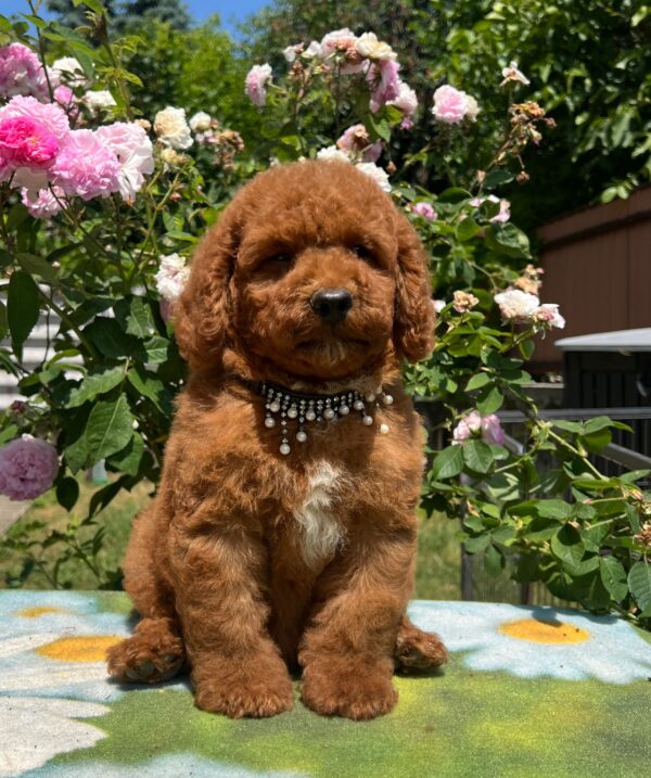 Venom Miniature Poodle