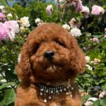 Venom-male-miniature-poodle-puppy-for-sale- (5)