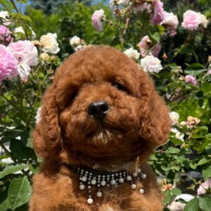 Venom Miniature Poodle