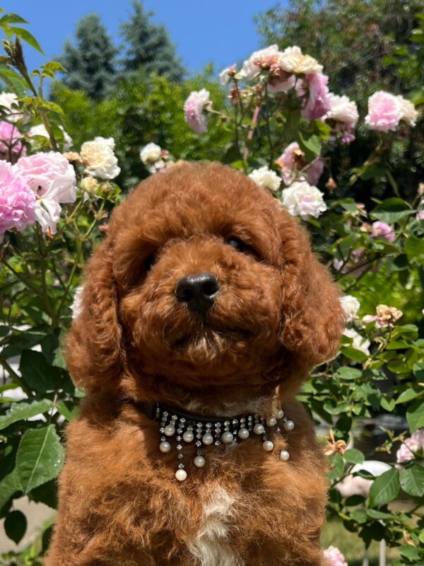 Venom Miniature Poodle