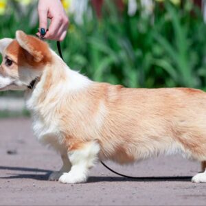Viara Welsh Corgi