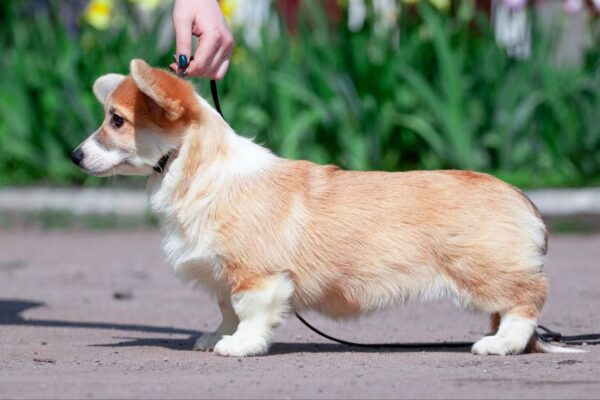 Viara Welsh Corgi