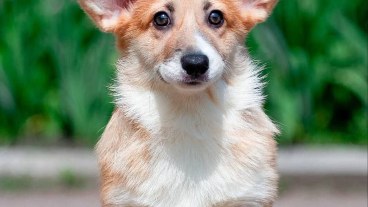 Corgi Poodle Mix Hypoallergenic Dogs Corgi Dog Price In India