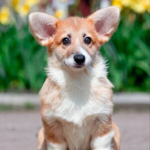 Viara Welsh Corgi