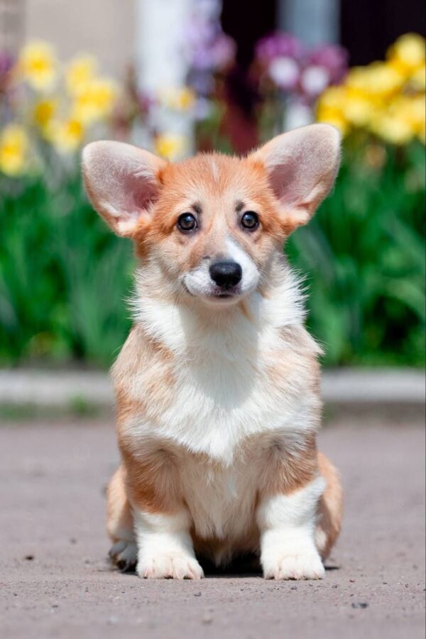 Viara Welsh Corgi