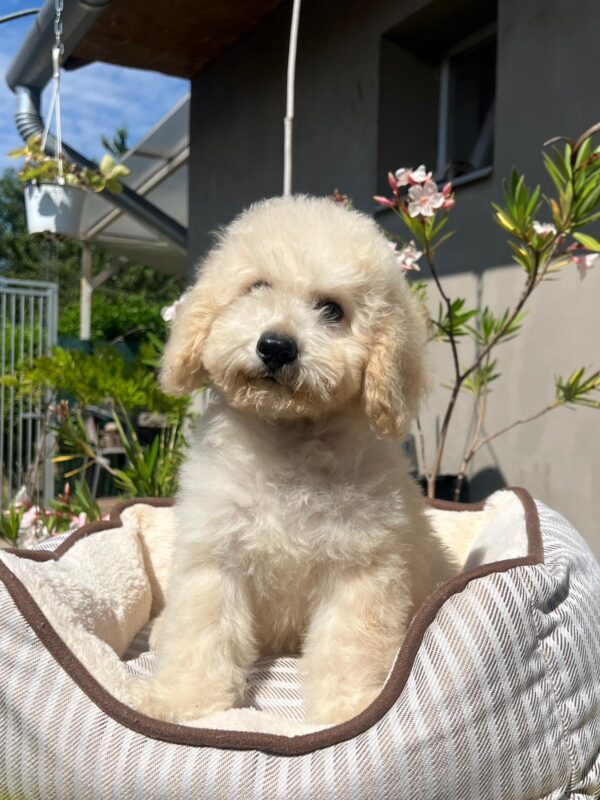 Virginia Miniature Poodle