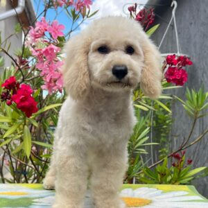 Virginia Miniature Poodle