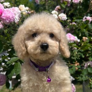 Virginia Miniature Poodle