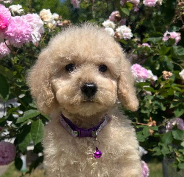 Virginia Miniature Poodle