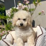 Virginia-female-miniature-poodle-puppy-for-sale- (2)