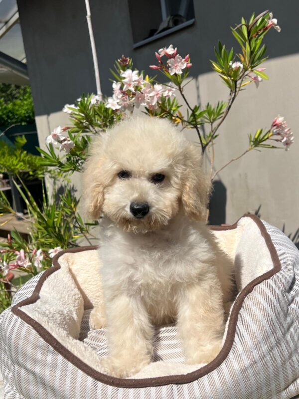 Virginia Miniature Poodle
