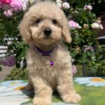 Virginia-female-miniature-poodle-puppy-for-sale- (2)