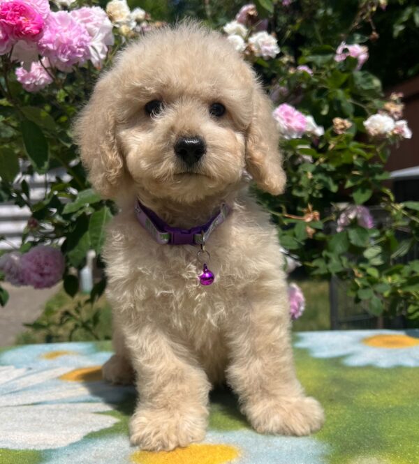 Virginia Miniature Poodle