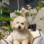 Virginia-female-miniature-poodle-puppy-for-sale- (3)