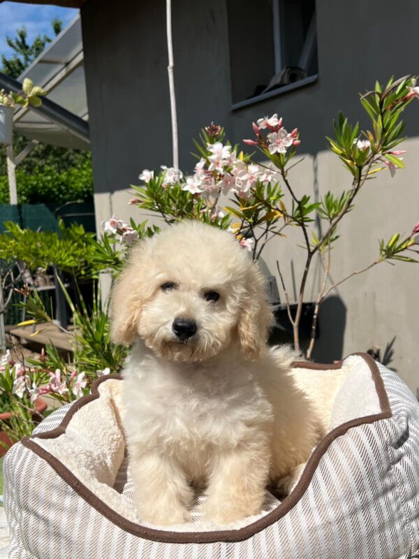 Virginia Miniature Poodle