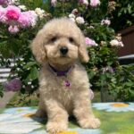 Virginia-female-miniature-poodle-puppy-for-sale- (3)