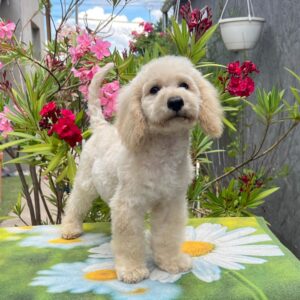 Virginia Miniature Poodle