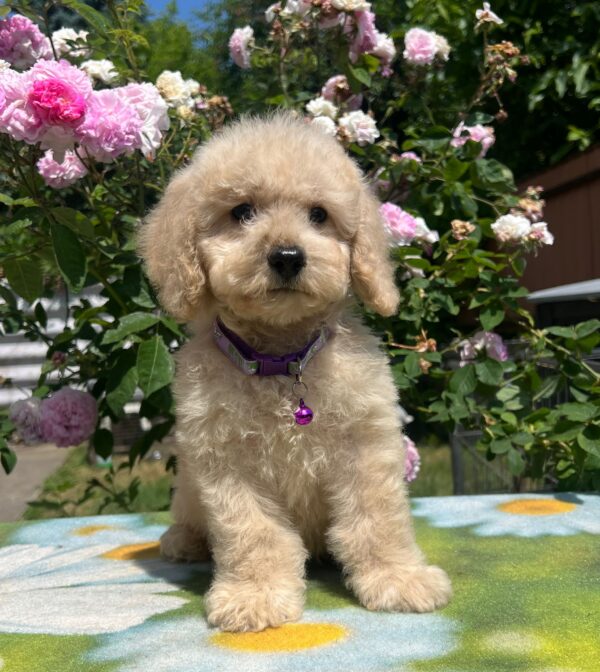Virginia Miniature Poodle
