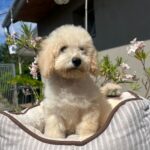 Virginia-female-miniature-poodle-puppy-for-sale- (4)