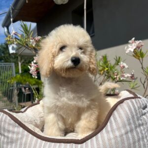 Virginia Miniature Poodle
