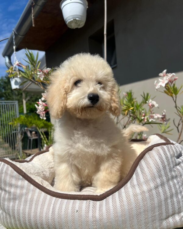 Virginia Miniature Poodle