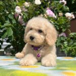 Virginia-female-miniature-poodle-puppy-for-sale- (4)