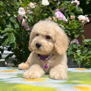 Virginia Miniature Poodle