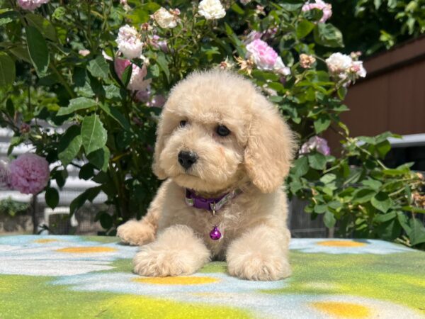 Virginia Miniature Poodle