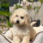 Riko Miniature Poodle