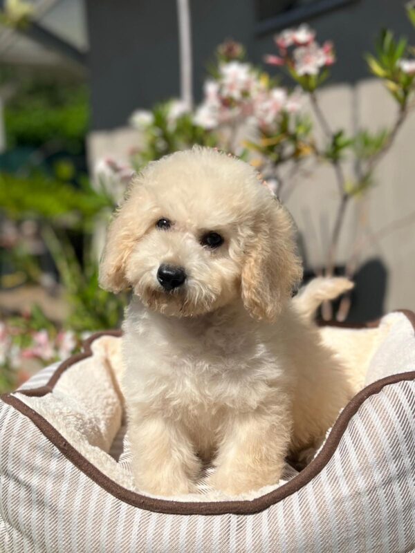 Virginia Miniature Poodle