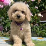 Virginia-female-miniature-poodle-puppy-for-sale- (5)