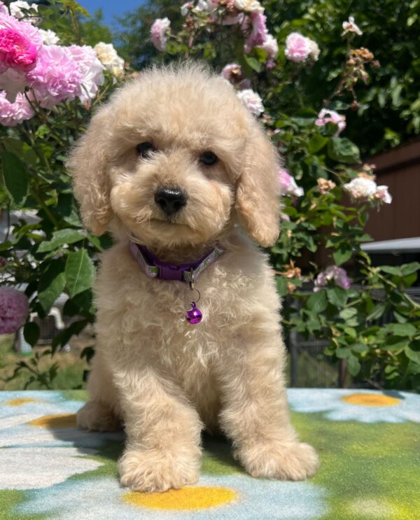 Virginia Miniature Poodle