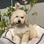 Virginia-female-miniature-poodle-puppy-for-sale- (6)