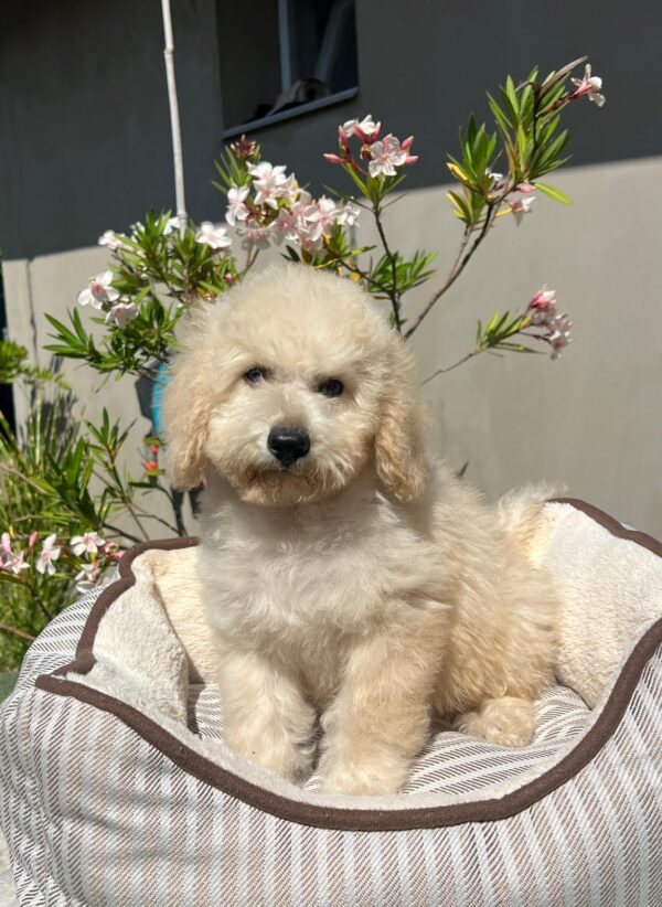 Virginia Miniature Poodle
