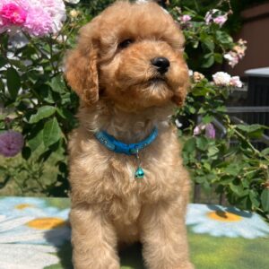 Virtus Miniature Poodle